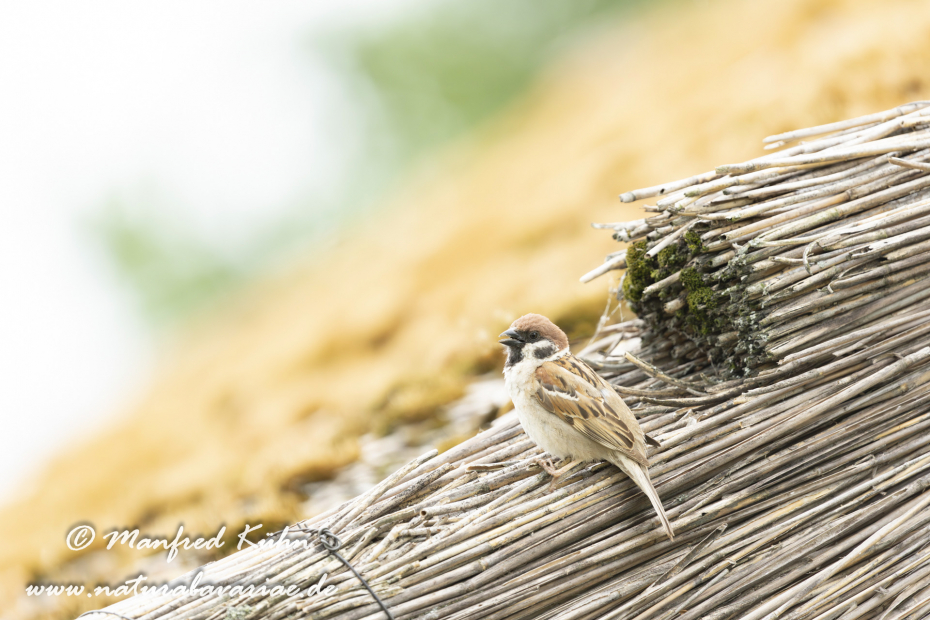 Feldsperling ()_0216