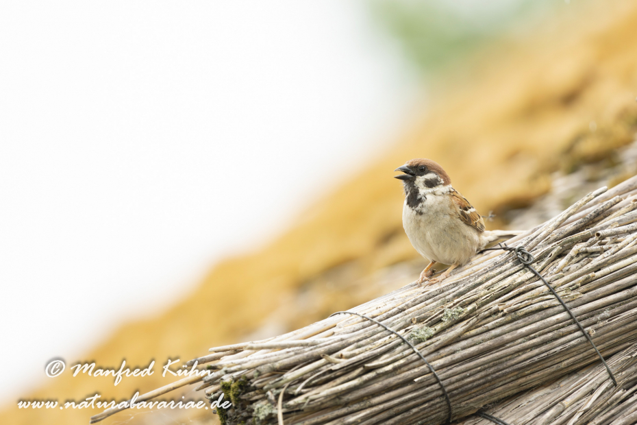 Feldsperling ()_0221