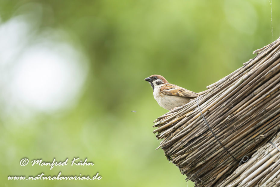 Feldsperling ()_0229