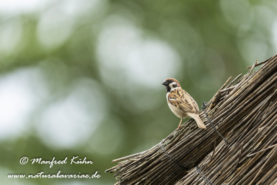 Feldsperling ()_0235