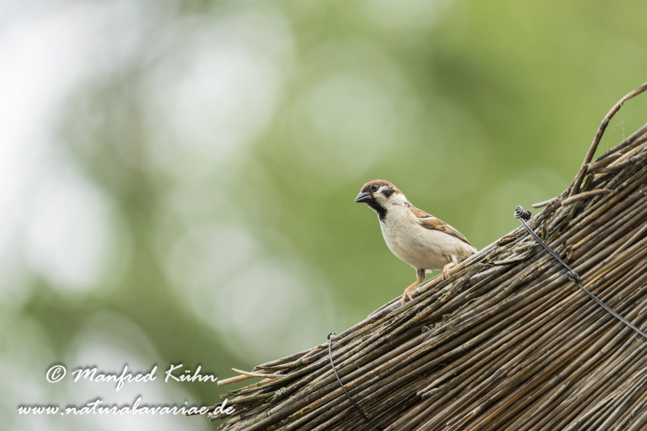 Feldsperling ()_0236