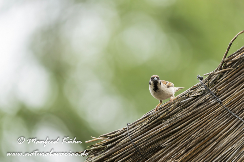 Feldsperling ()_0237