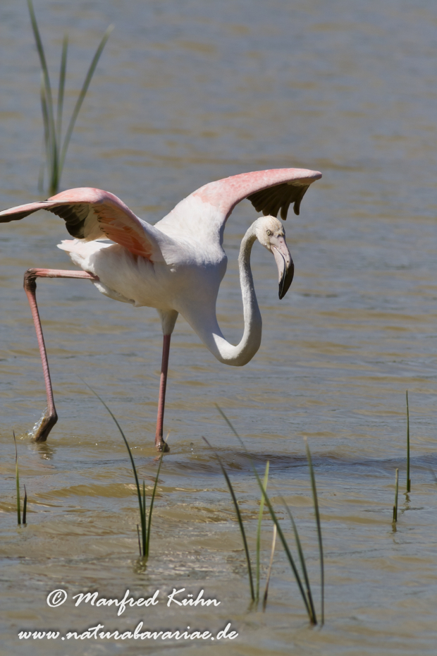 Flamingo (rosa)_0087