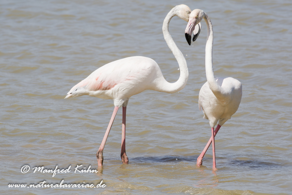Flamingo (rosa)_0092