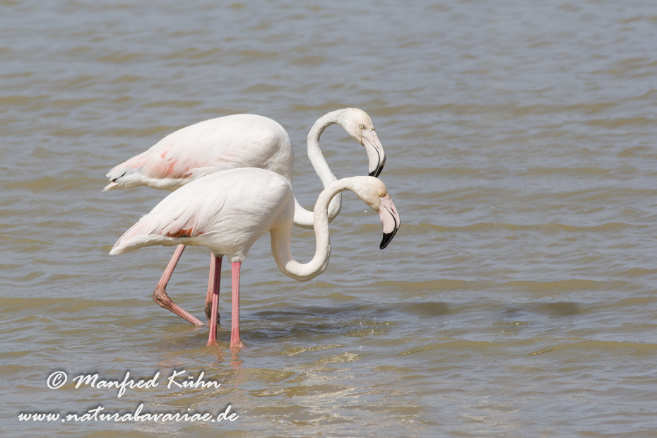 Flamingo (rosa)_0093