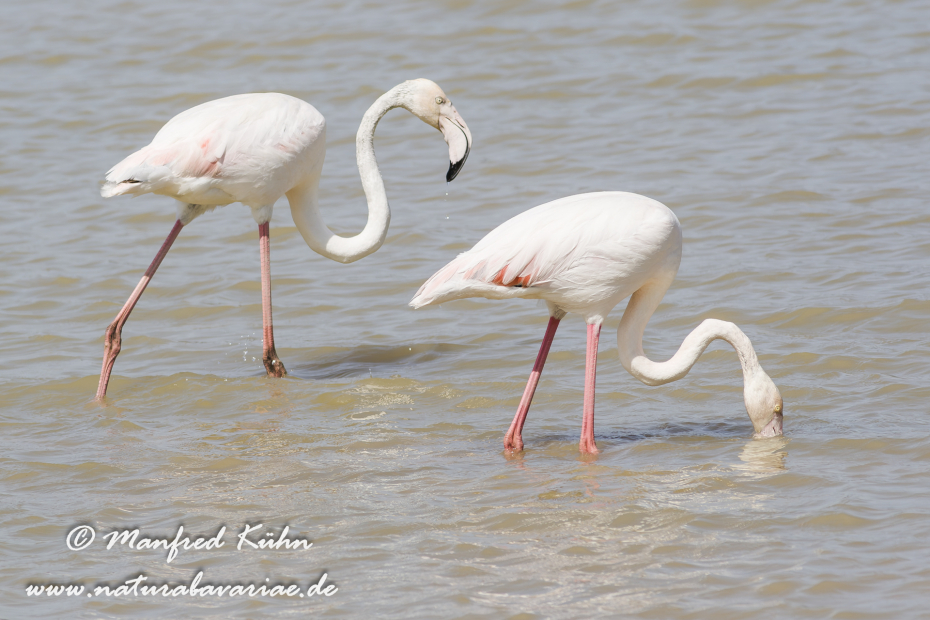 Flamingo (rosa)_0095