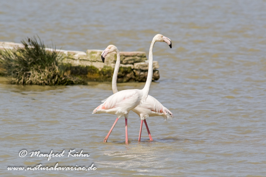 Flamingo (rosa)_0099