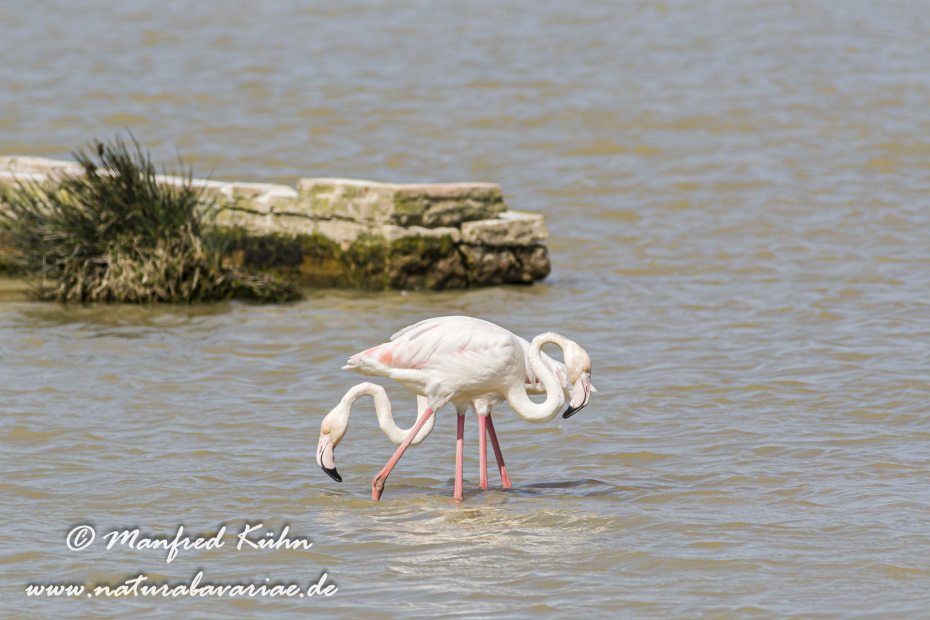 Flamingo (rosa)_0100