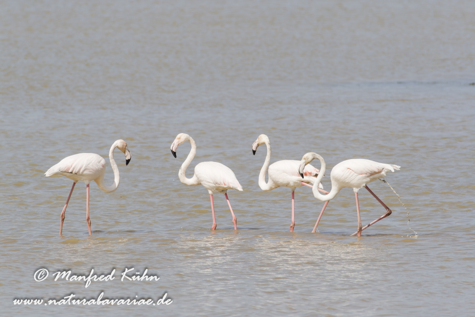 Flamingo (rosa)_0102