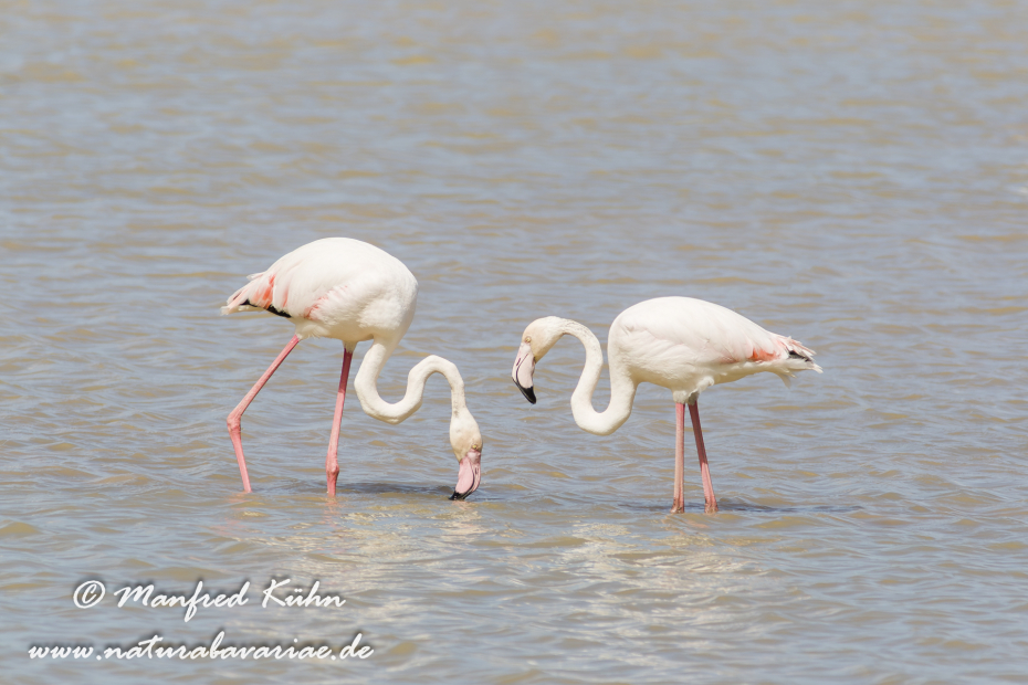 Flamingo (rosa)_0105