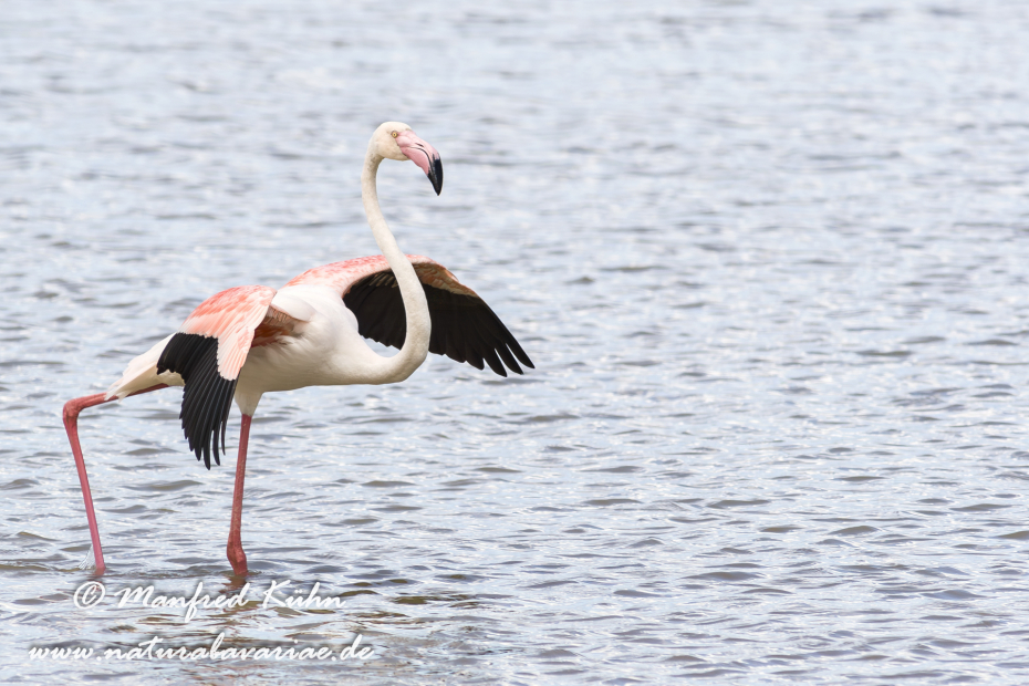Flamingo (rosa)_0106
