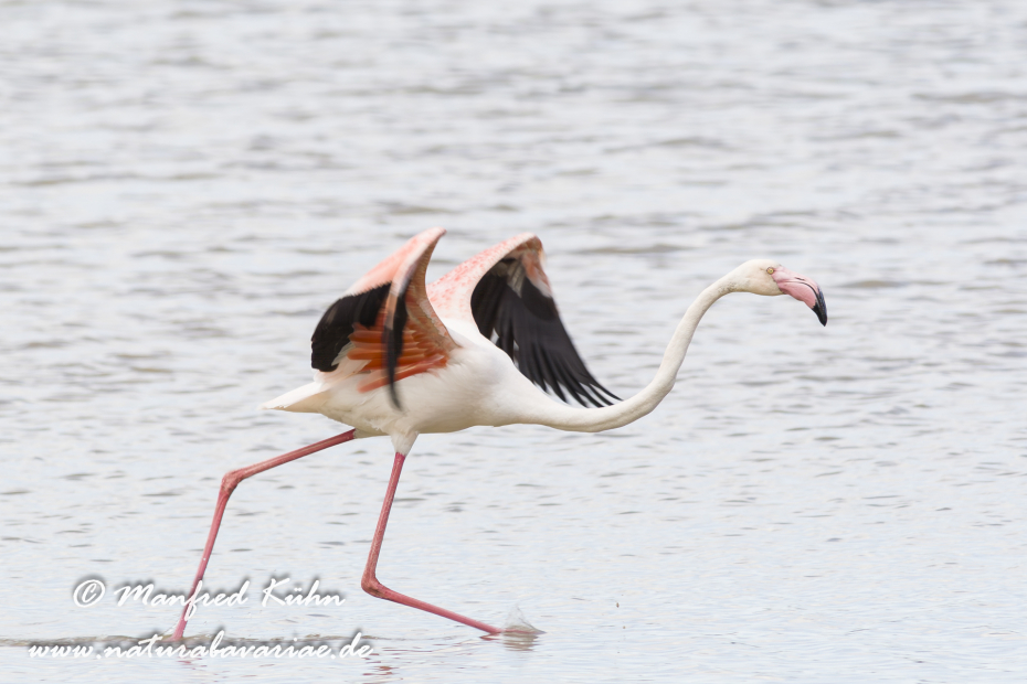 Flamingo (rosa)_0108