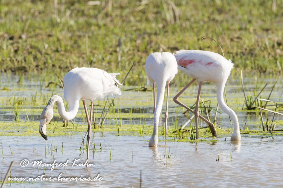 Flamingo (rosa)_0122