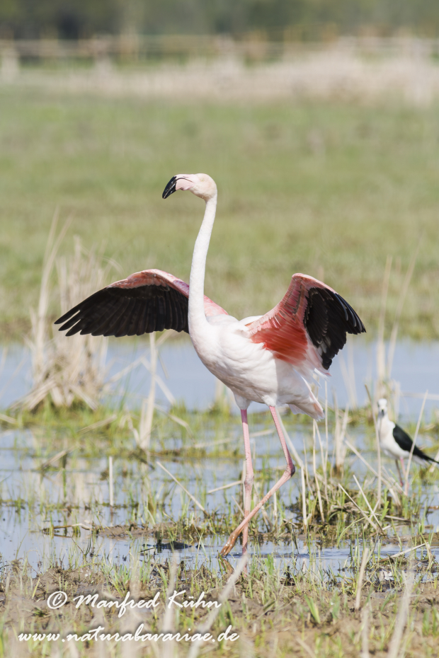 Flamingo (rosa)_0141