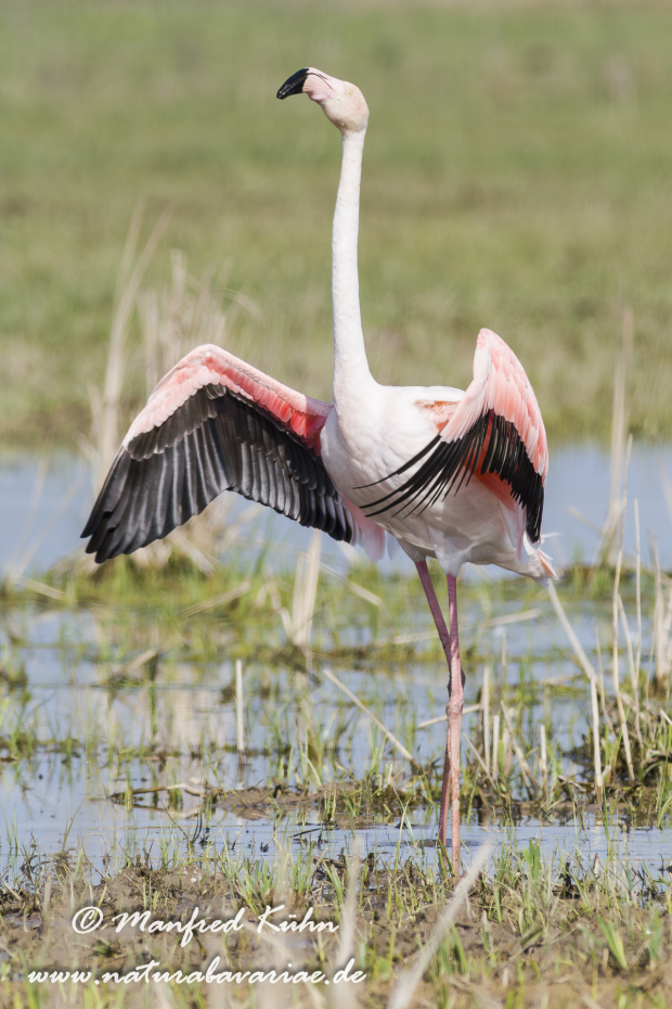 Flamingo (rosa)_0143