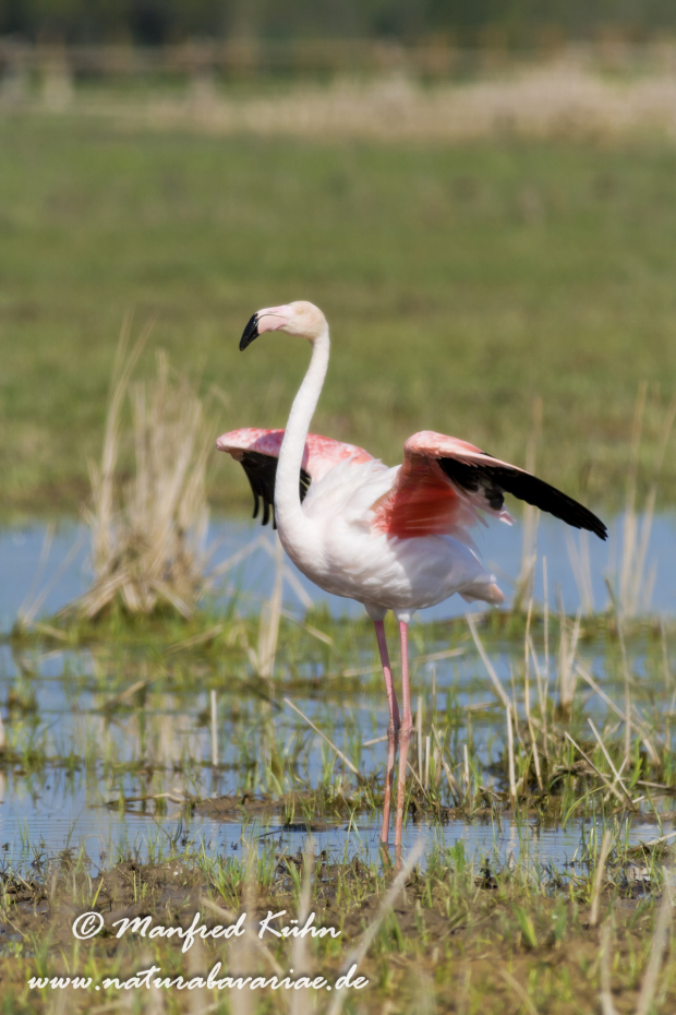 Flamingo (rosa)_0146