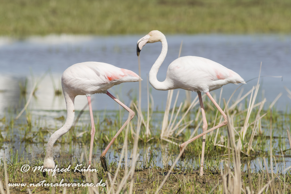 Flamingo (rosa)_0153