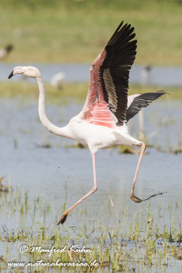 Flamingo (rosa)_0159