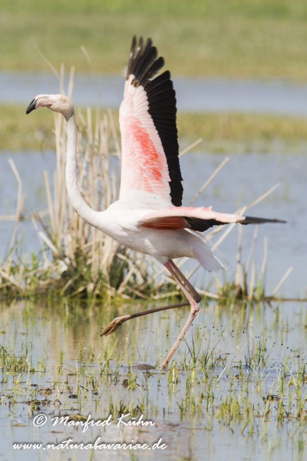 Flamingo (rosa)_0160