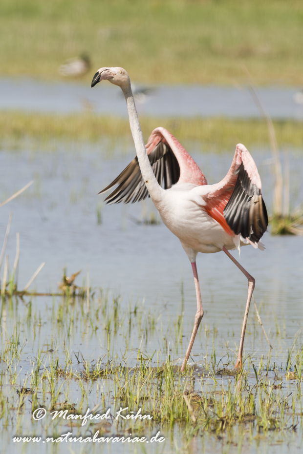 Flamingo (rosa)_0163