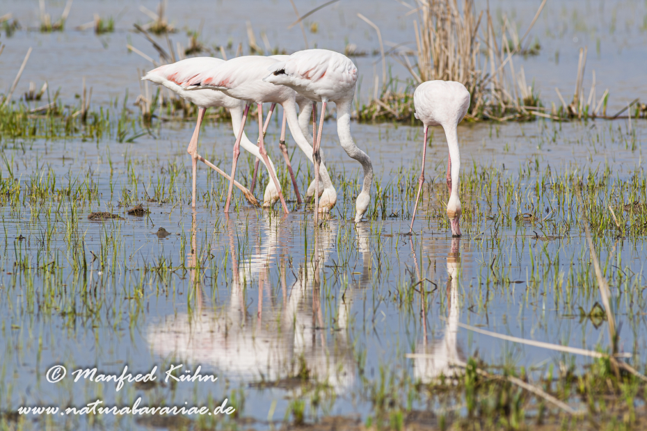 Flamingo (rosa)_0167
