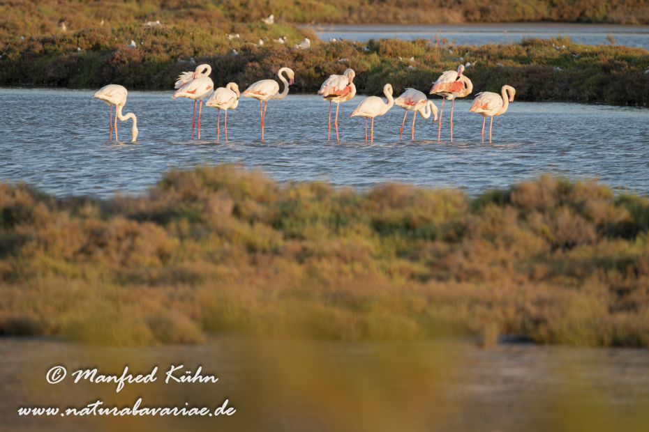 Flamingo (rosa)_0355