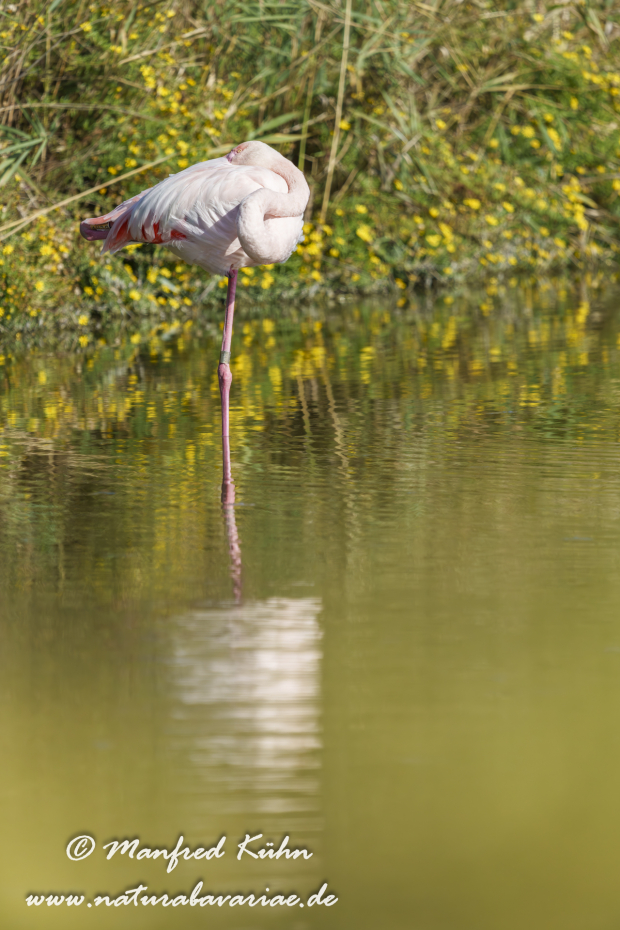 Flamingo (rosa)_0356