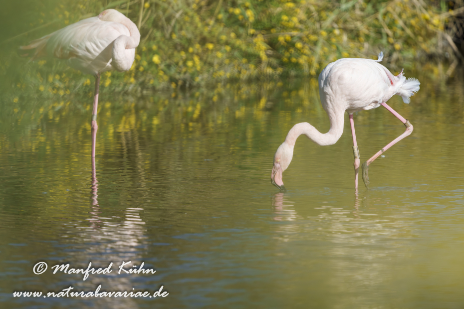 Flamingo (rosa)_0358