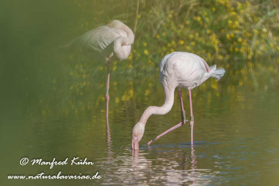 Flamingo (rosa)_0362