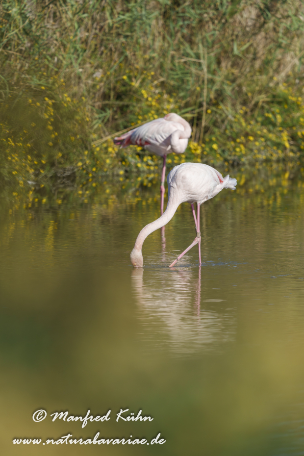 Flamingo (rosa)_0363