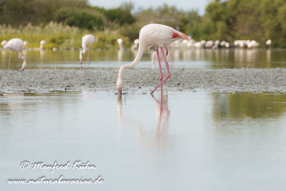 Flamingo (rosa)_0370