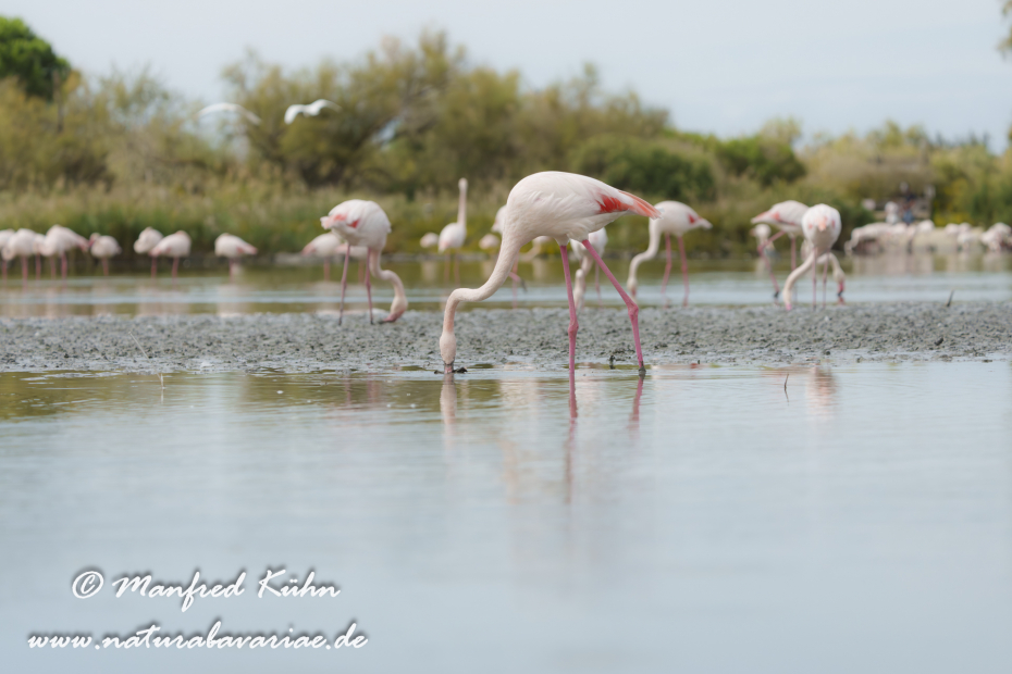 Flamingo (rosa)_0373