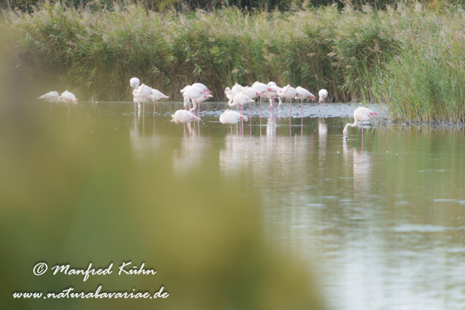 Flamingo (rosa)_0374