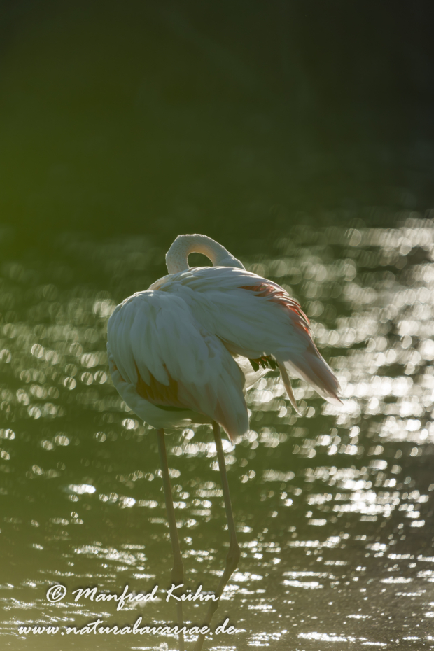 Flamingo (rosa)_0375