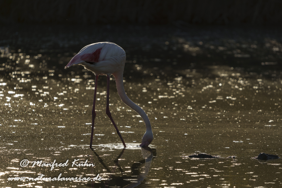 Flamingo (rosa)_0377