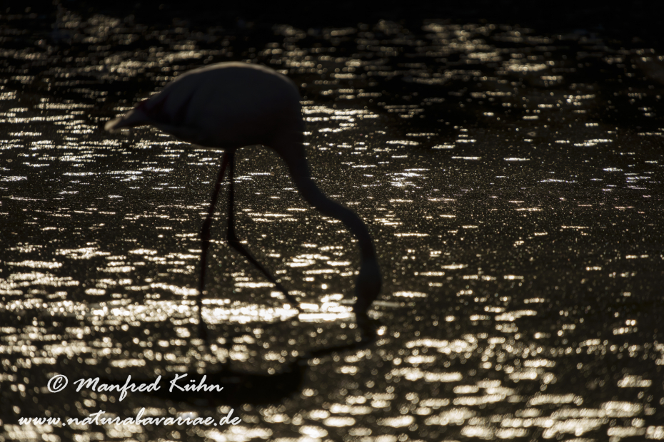 Flamingo (rosa)_0379