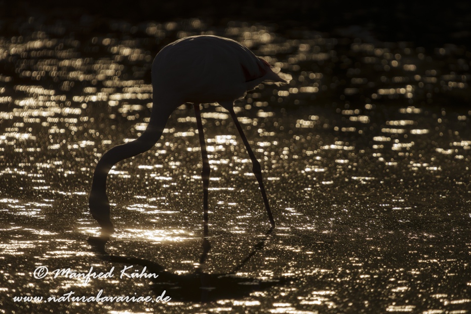 Flamingo (rosa)_0384