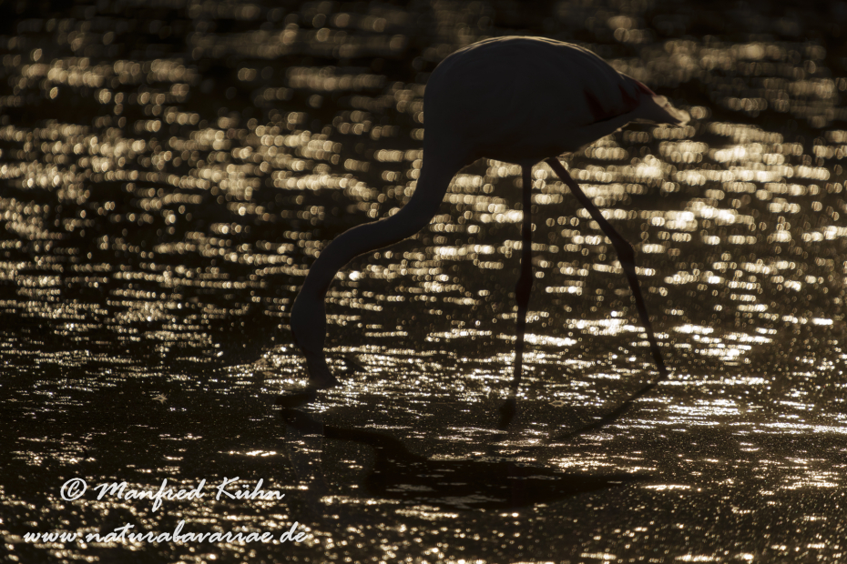 Flamingo (rosa)_0390