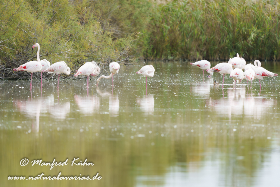 Flamingo (rosa)_0392