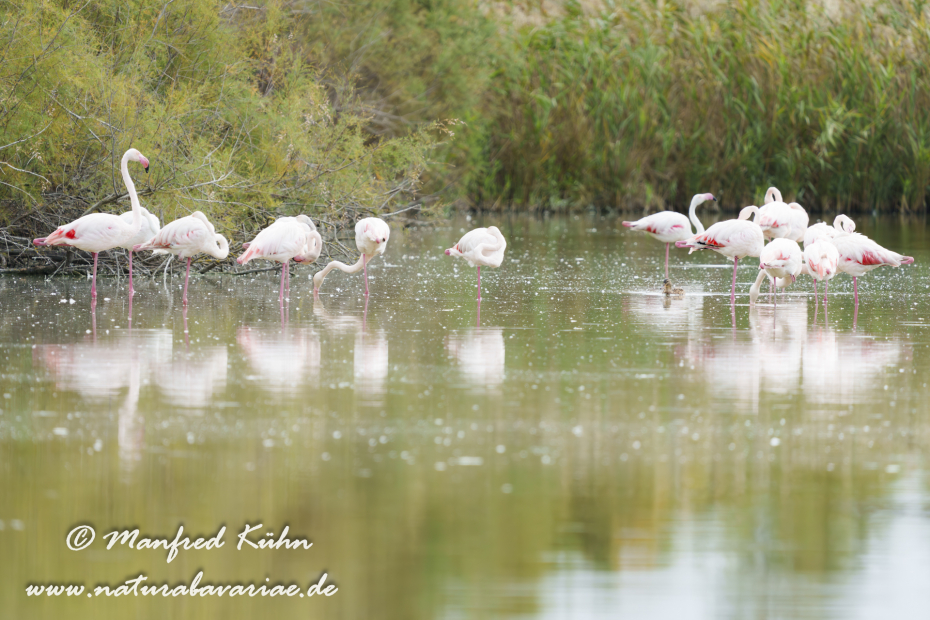 Flamingo (rosa)_0393