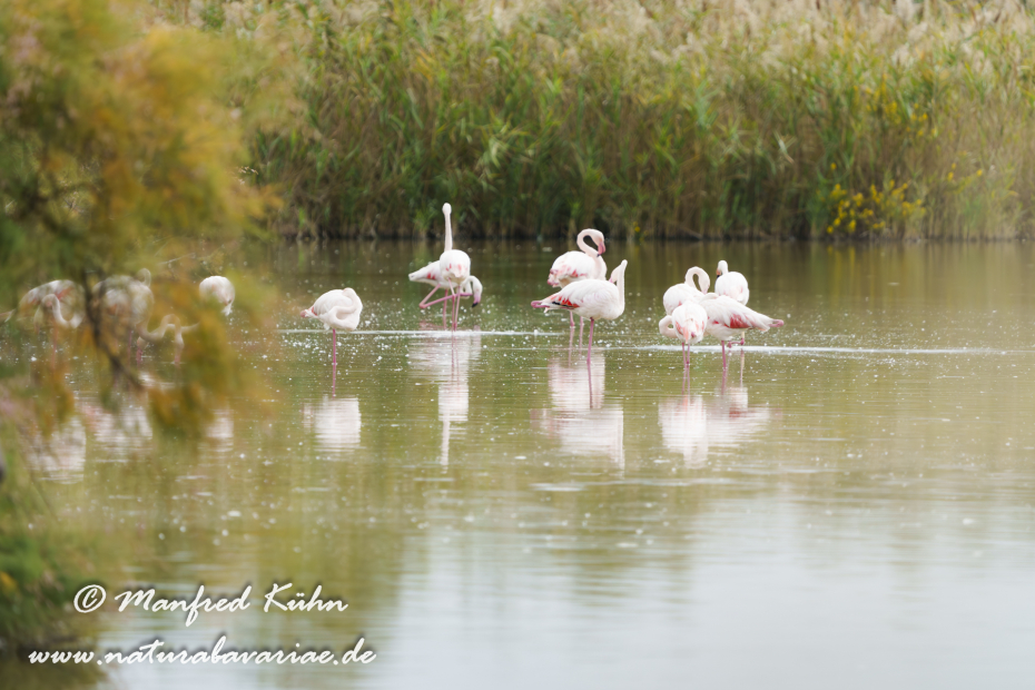 Flamingo (rosa)_0395
