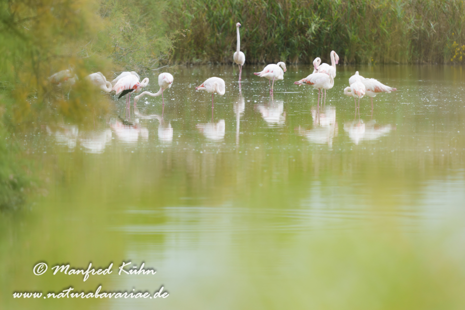 Flamingo (rosa)_0398