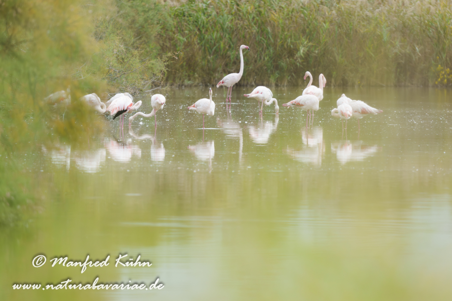 Flamingo (rosa)_0399