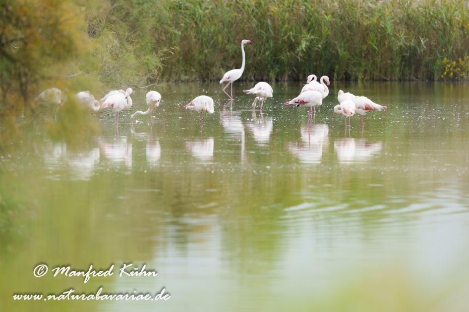 Flamingo (rosa)_0402