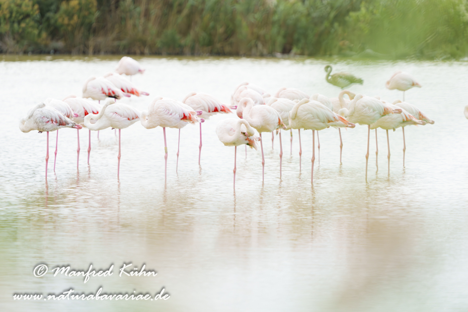 Flamingo (rosa)_0404
