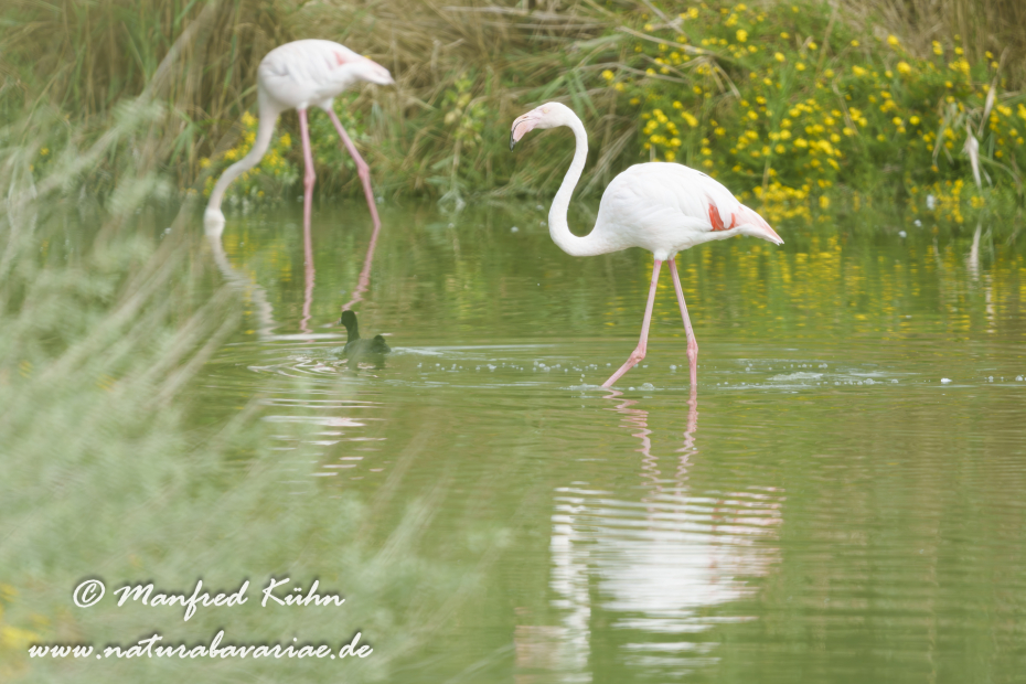 Flamingo (rosa)_0406