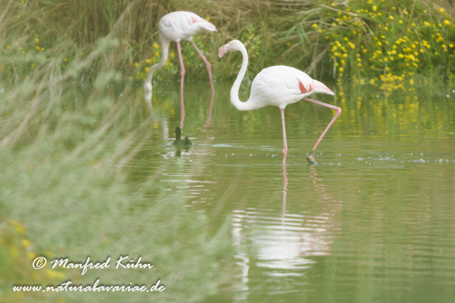 Flamingo (rosa)_0408