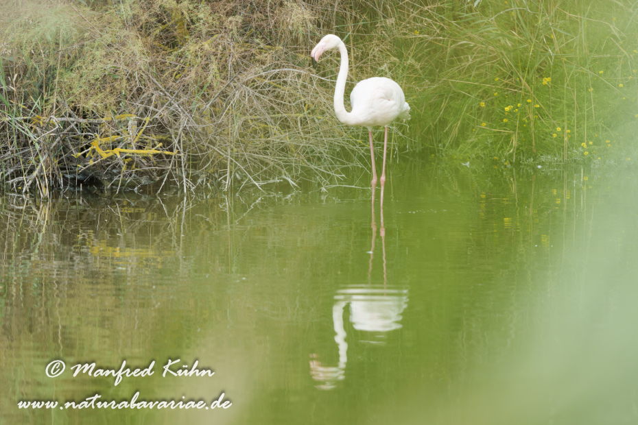 Flamingo (rosa)_0409