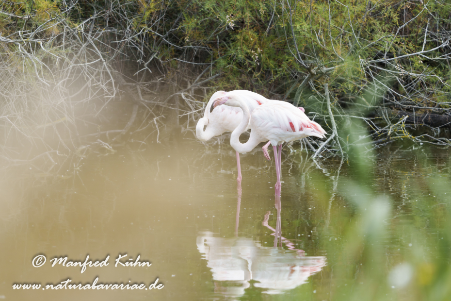 Flamingo (rosa)_0411