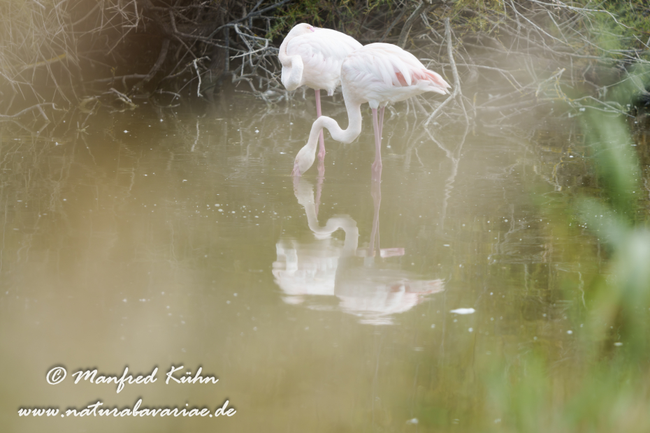 Flamingo (rosa)_0413